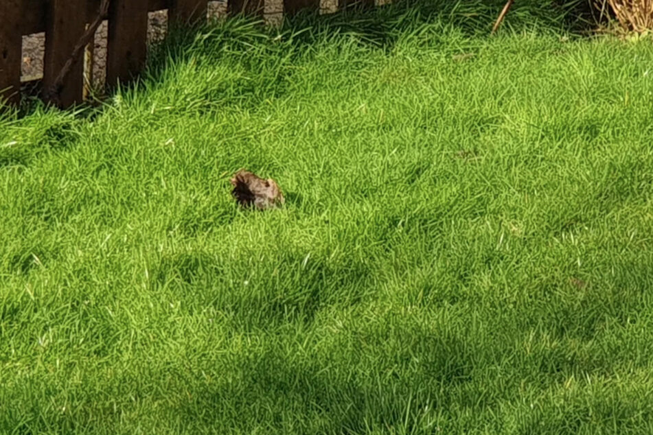 A Reddit user only later realized it was a leaf instead of a bird.