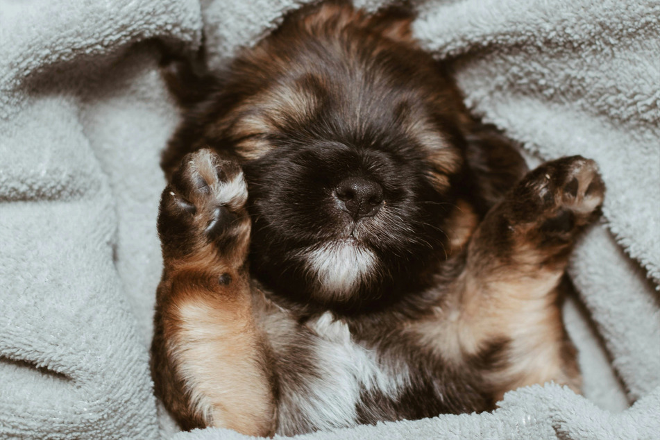 Dogs love to snuggle up into a comfortable and warm blanket.