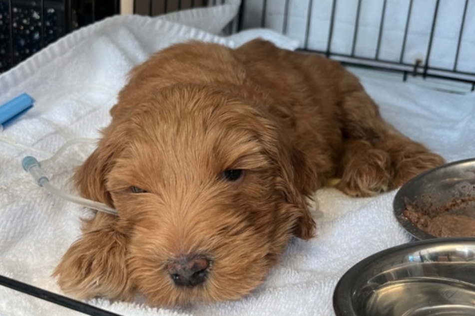 With serious injuries, Goldendoodle Furby was brought to the "Austin Pets Alive!" animal shelter.