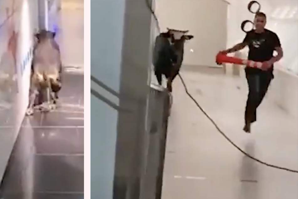Footage shows the bull skidded on the slippery floor of the bank building.