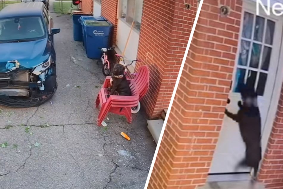 The poor dog can be seen on the chair and leaping at the door.
