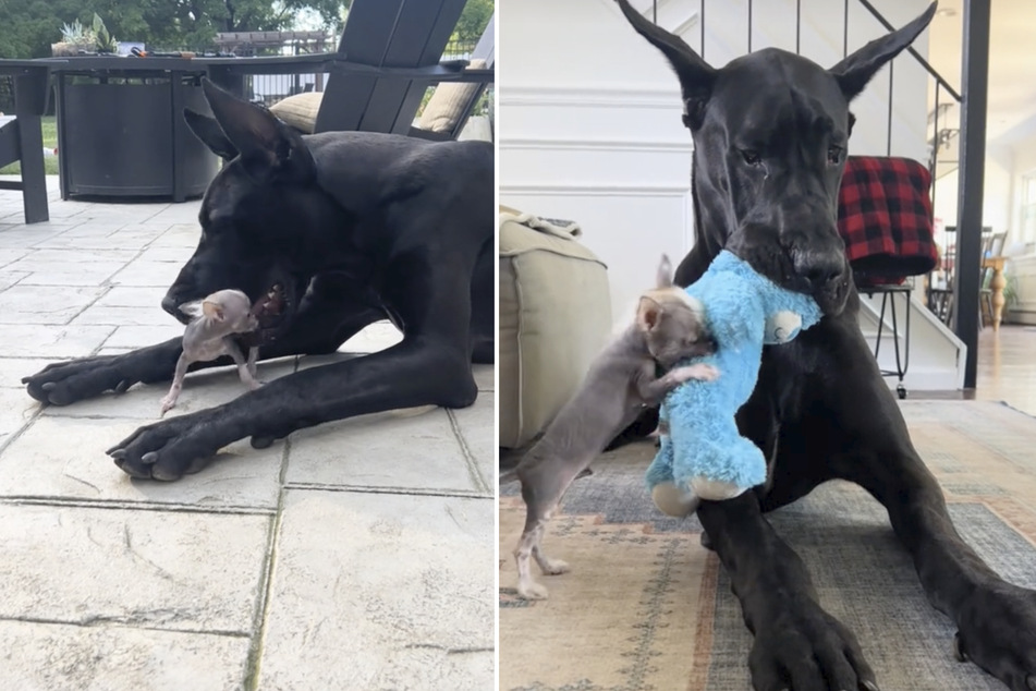 Dogs Pete and Dexter are best buddies despite their huge difference in size.