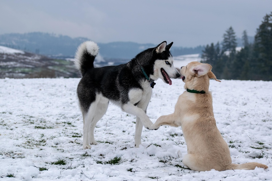 Ideally, the first dog is three to four years older than the second dog.