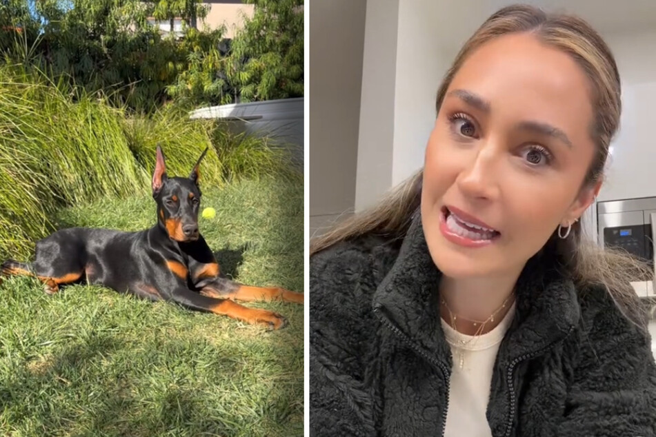 Dog owner refuses to sell pooch for whopping price on TikTok: "Absolutely f**king not"