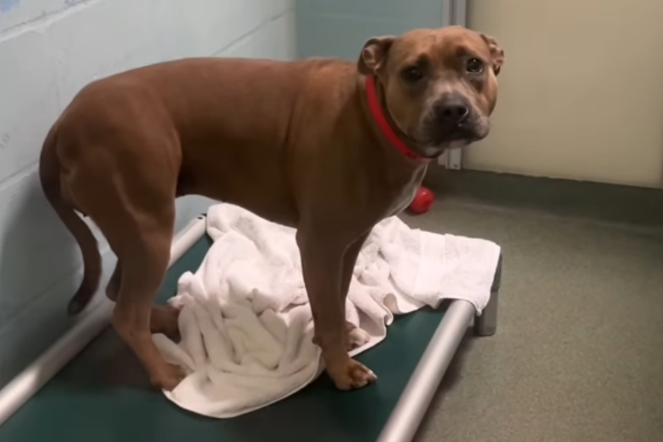 The poor dog had to spend more than 400 days in various animal shelters until someone finally gave Maddie the pup a chance. Sadly, it wouldn't last.