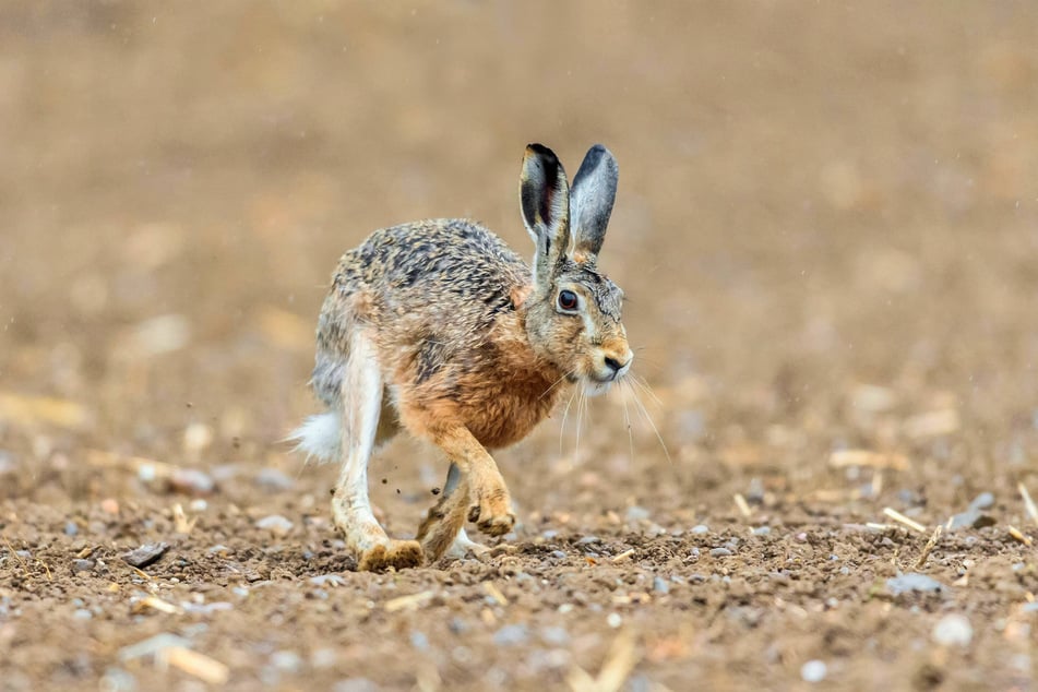 No, that's not a mini-kangaroo, that's a European hare.