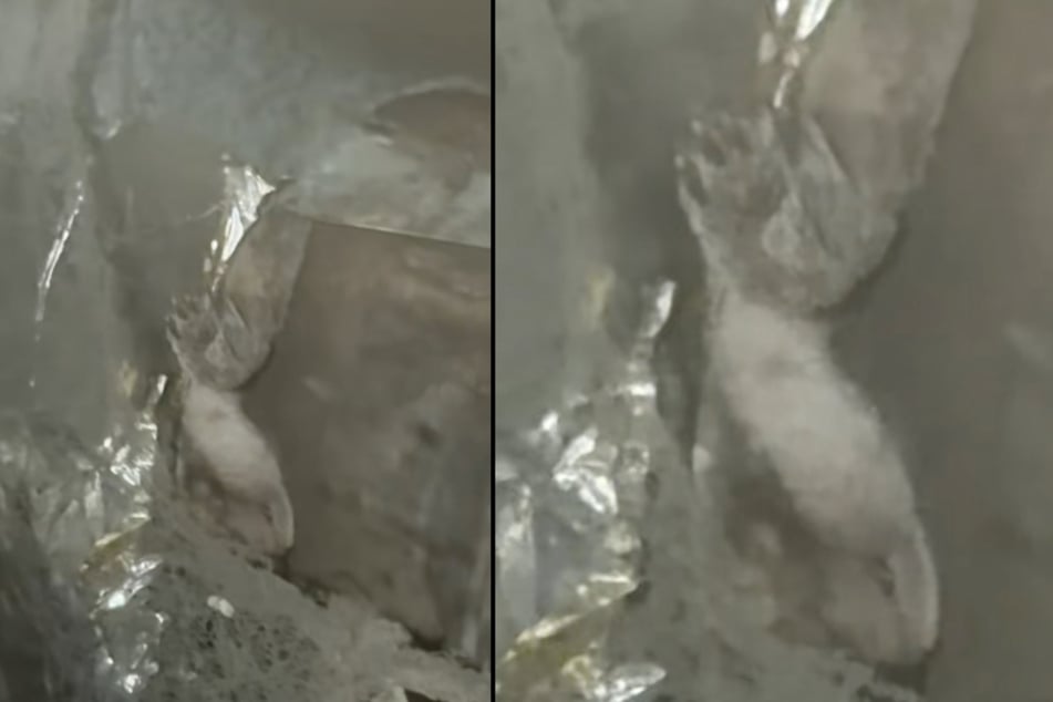After residents heard a strange scratching sound in the house, they inspected the unused chimney.