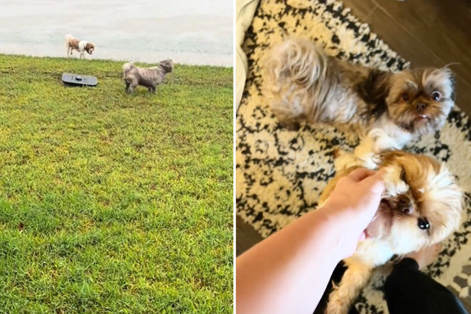 Shih Tzus Chewy and Murphy rushed out into the flooded street in a hilarious scene captured on video.