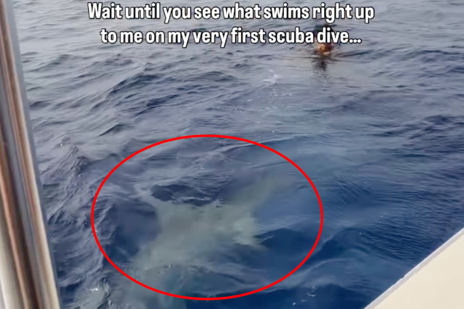 A hammerhead shark swam straight toward Marjorie Lounds' son.