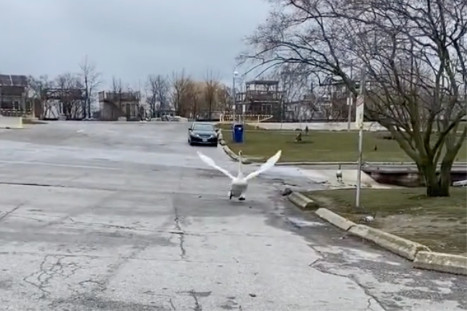 A swan named Charlotte was thrilled to have her mate back!