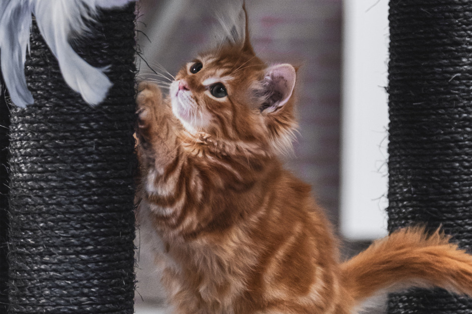 Maine coon kittens are particularly adorable.