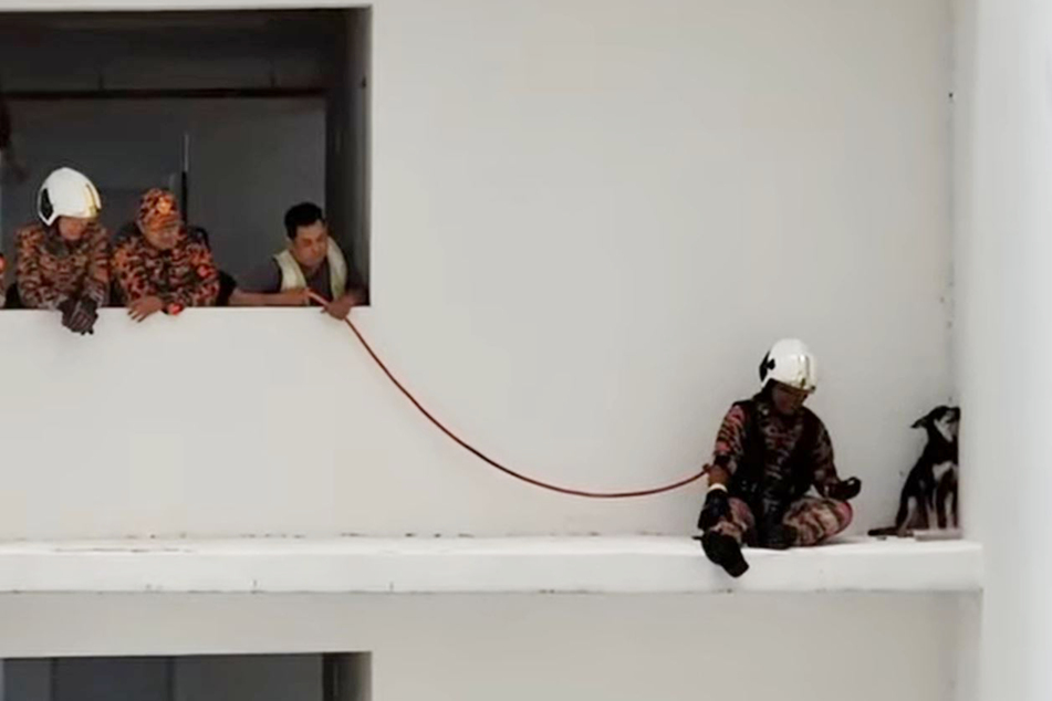 Dog lands itself in mortal danger and gives rescuers a sassy cold shoulder