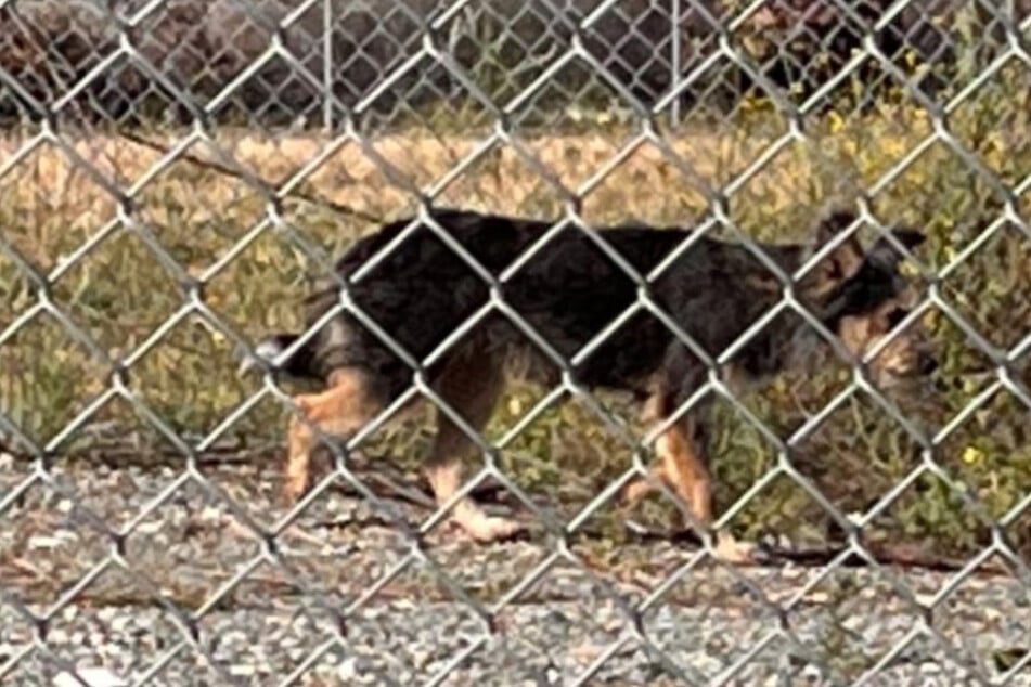 Dog rescuer left in tears after days-long effort to save stranded pup: "I'm still crying"