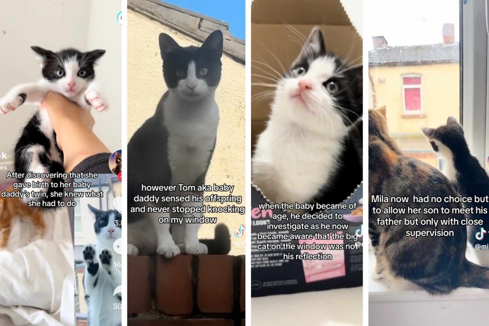 When this neighborhood cat discovered that he had an identical long-lost son, fur started flying. Like sands through the litter box, so are the days of our nine lives!