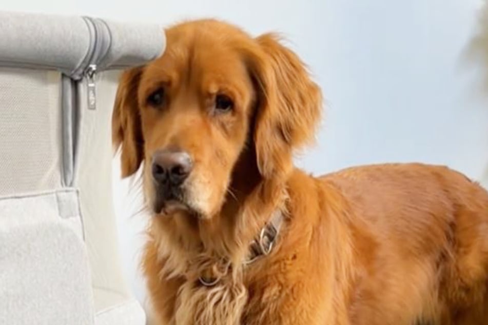 Many users are amused, believing that the Golden Retriever dog is glum because he has now lost his status as an "only child."
