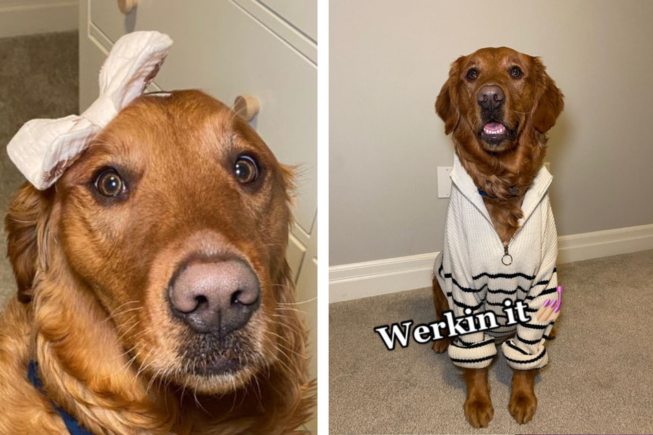 Does this golden retriever look good in his stolen goods?