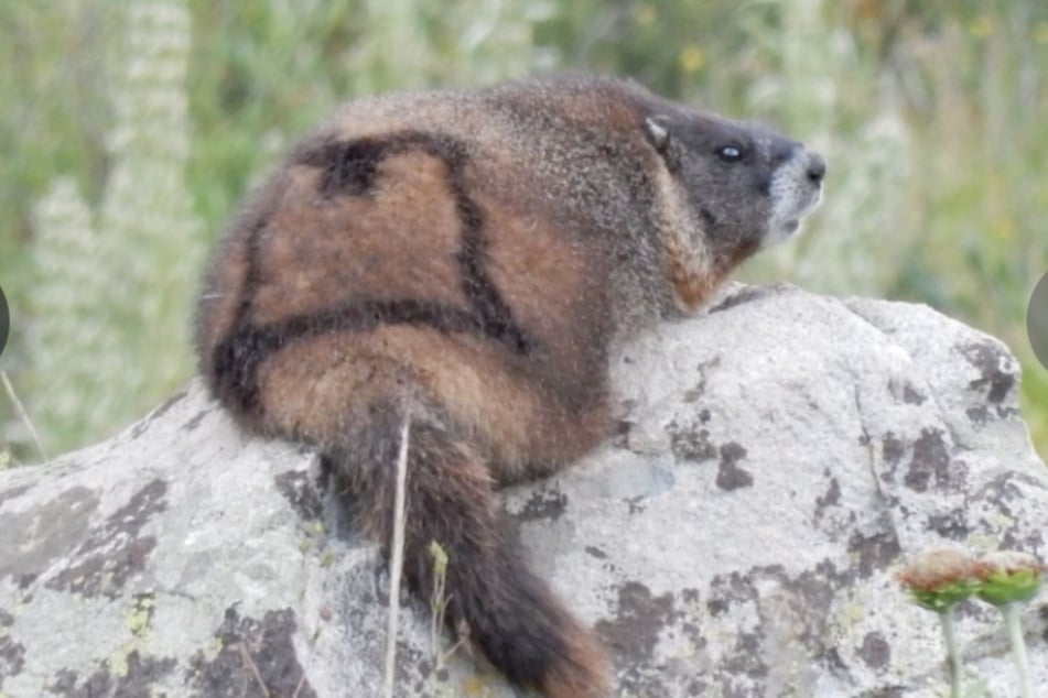 Scientists use non-toxic dye and a toothbrush to mark the marmots with symbols that spell out their names, but they do have to mark them more than once, as marmots molt. Pictured here is dans_hat.
