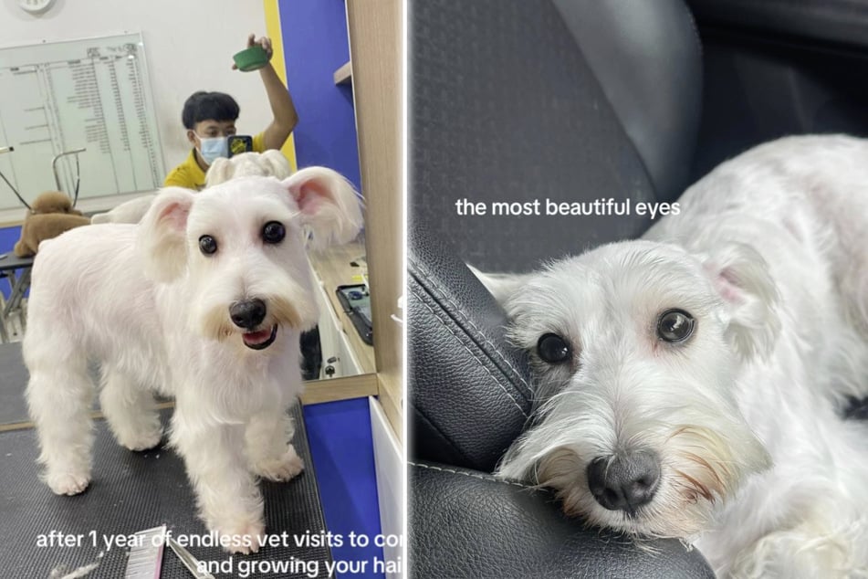 Milky made a full recovery and now looks completely unrecognizable!
