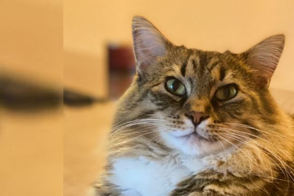 Cat doles out savage cuddle struggle and makes millions laugh on TikTok