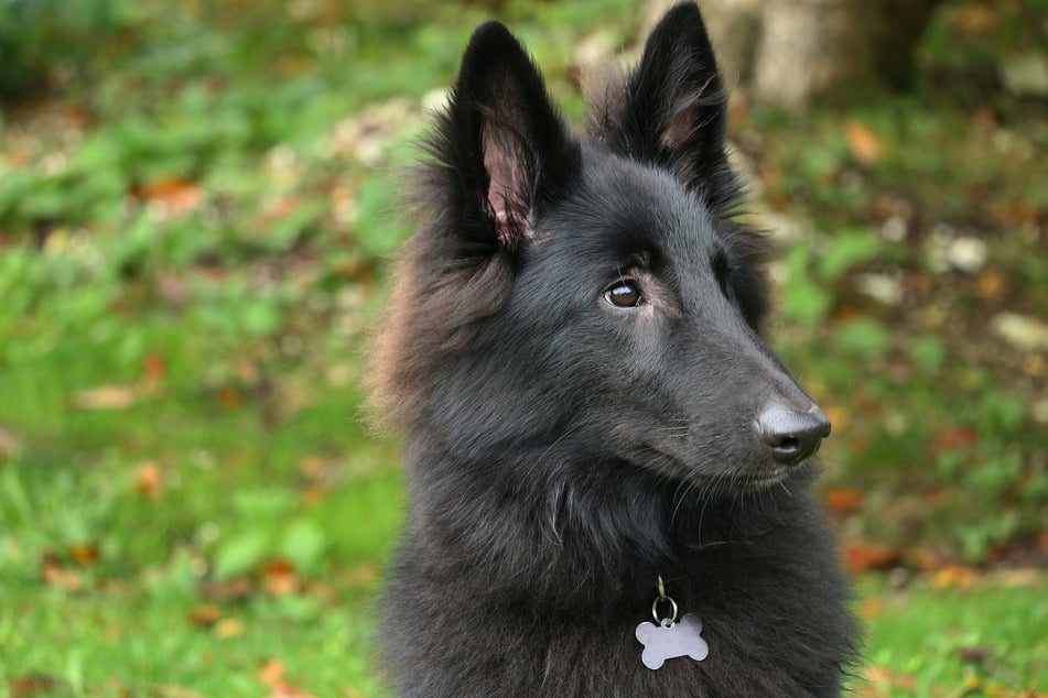 If a dog's got a silky coat, it is incredibly soft to the touch.