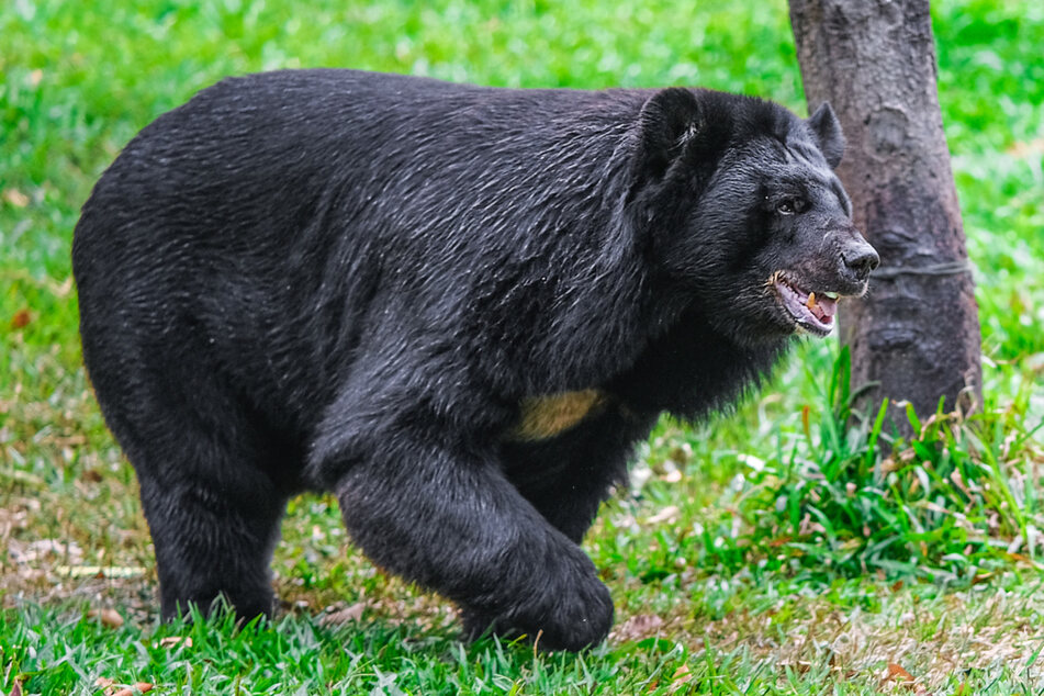 Colorado woman tragically killed by bear while walking her dogs