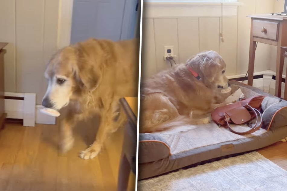 Duke has a soft spot for his owner's dishes, but any objects he can carry are not safe in his household either!