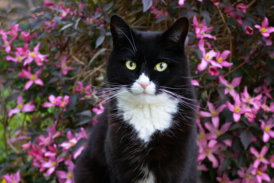 Is there anything sweeter than a Manx who doesn't want anything to do with you?