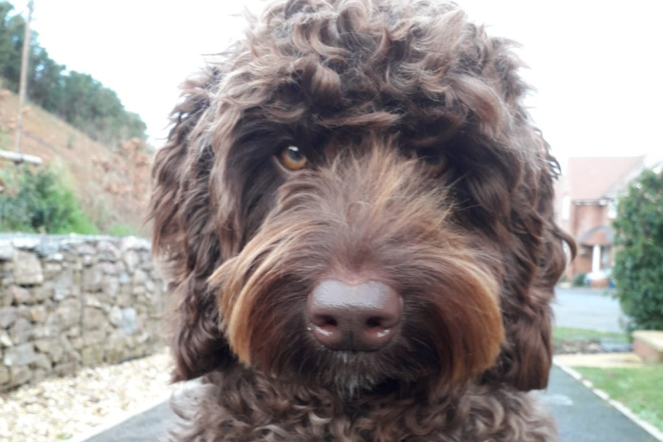 Little Digby saved the woman's life.