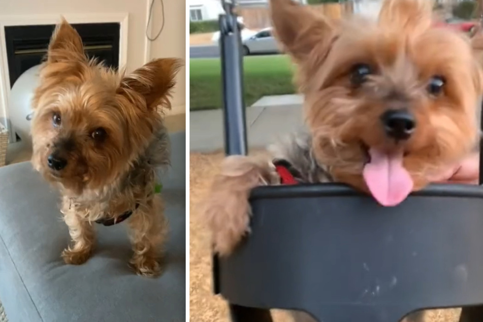 This dog loves feeling the wind in his fur as he swings the day away!