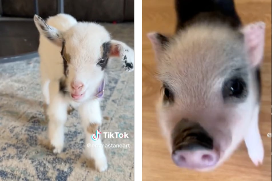 Jolene the goat and Peppa the big are TikTok stars.