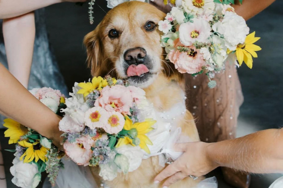 The Golden Retriever dog was present throughout the wedding, following the couple every step of the way.