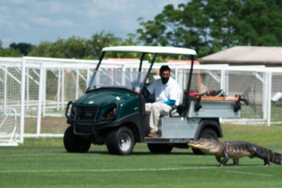 Toronto FC received a surprise recruit at soccer practice – a Florida gator!