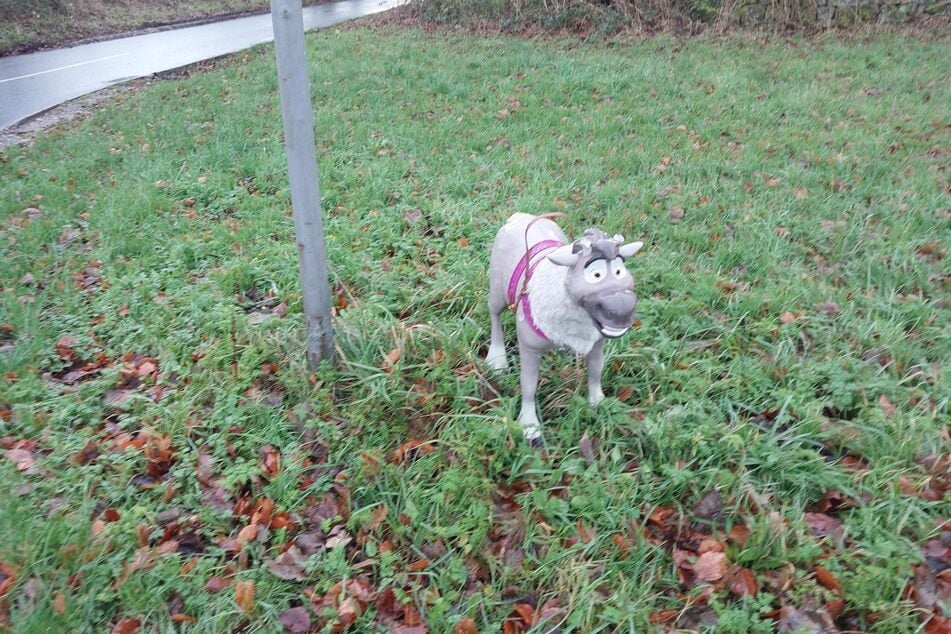 The so-called dog eventually turned out to be something completely different.