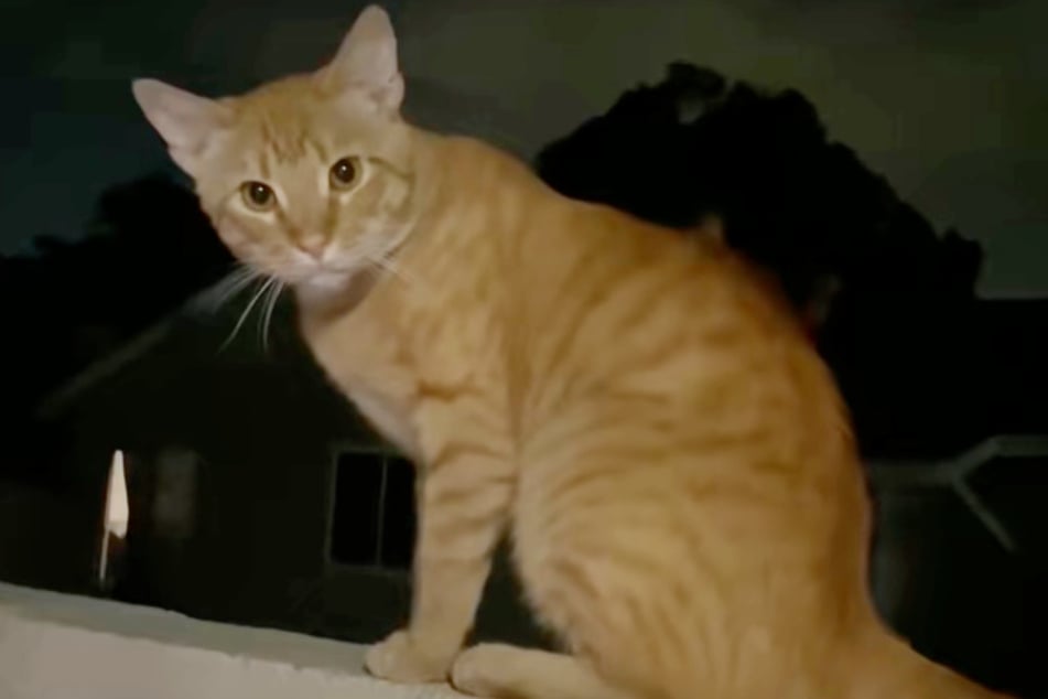 This adorable stray cat is a real rascal, and he knows how to use those handsome looks to get whatever he wants.