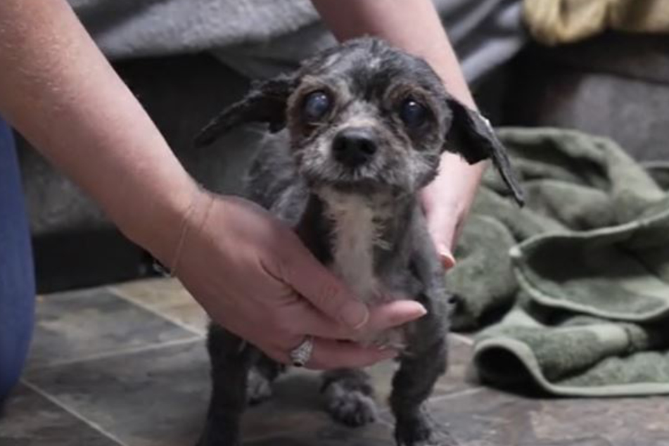 Eventually, a comparatively small puppy emerged, and she was immediately put into the bathtub.