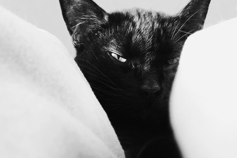 How could anyone ever say something as adorable as a black cat is "bad luck"?
