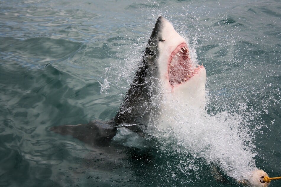 A number of beaches on Western Australia's North West Cape were temporarily closed after an 11-year-old was injured in a suspected shark attack.
