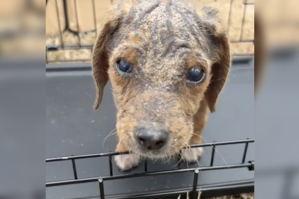 A litter of beagle puppies was found abandoned in a dumpster in rural Virginia. The whole litter was in horrible shape, but thankfully, they're now on the mend.