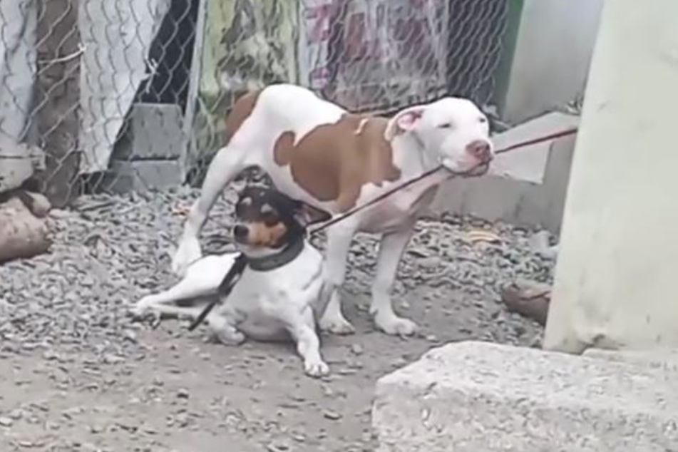 With one dog tied up and the other chewing through the leash, TikTokers were captivated by this epic escape.