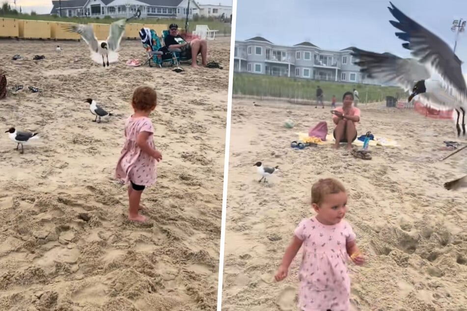 Seagull pulls off the ultimate snack food heist against baffled baby!