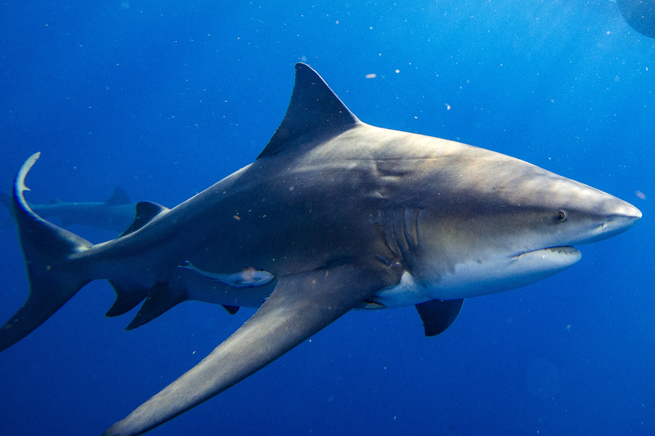 A bull shark is suspected to have killed a woman and severely injured a man swimming off a beach in Australia early on Thursday.