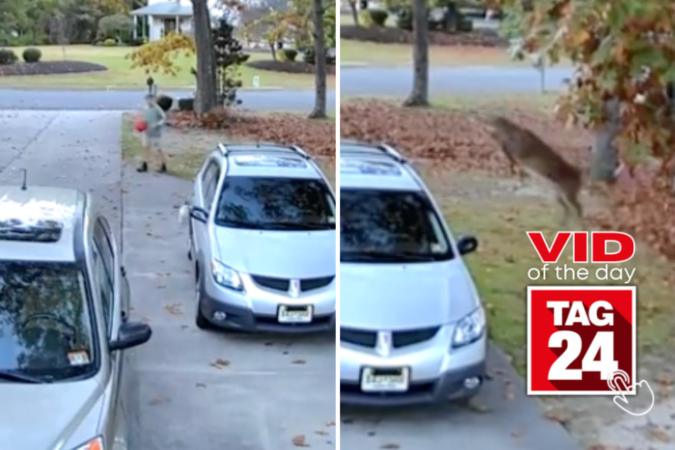 Viral Video of the Day for November 6, 2023: Deer caught jumping over car obstacle course in man's driveway!