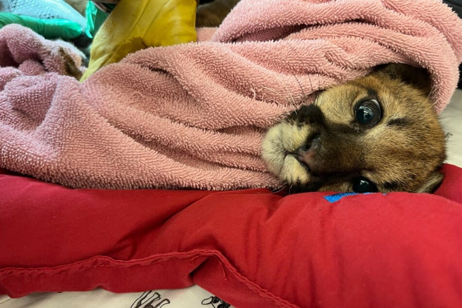 Holly the mountain lion isn't back on her paws yet, but she's getting lots of care.