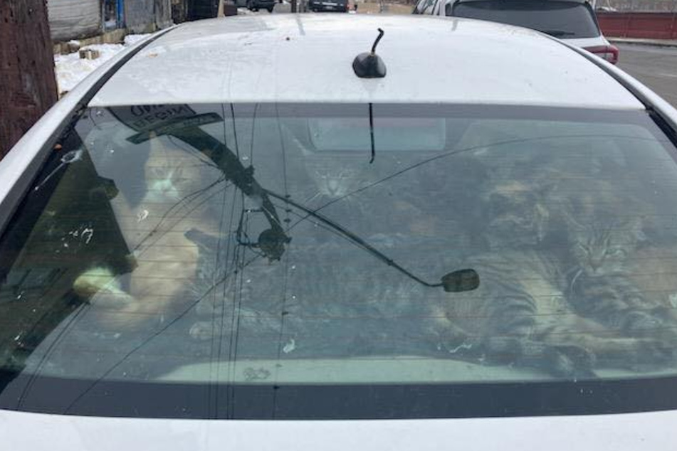 Animal rights activists discovered more than 20 cats crammed into a car in Pennsylvania.