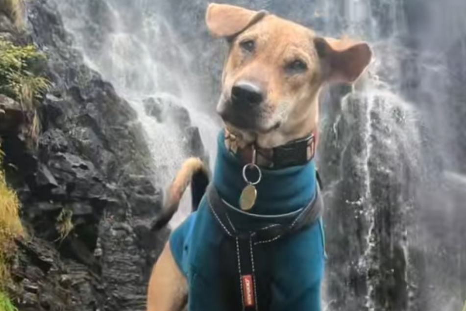 What a gorgeous boy! Today Rodney the dog is a healthy, handsome pup living in Great Britain.