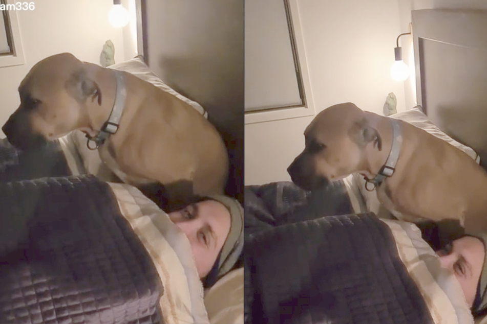 Sonny ignores his owner to stay in bed in a hilarious TikTok video.