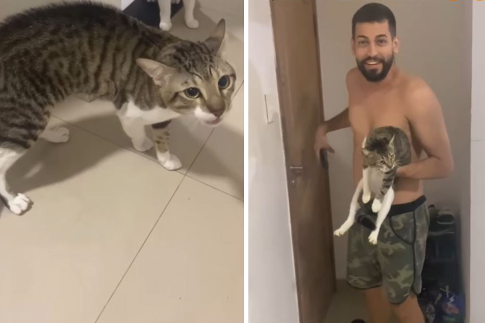 A tale of two kitties: Cat doppelgangers cause hilarious confusion!