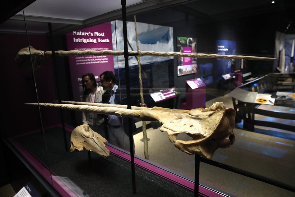 Narwhal tusks are displayed at the Smithsonian's National Museum of Natural History's exhibit titled "Narwhal: Revealing an Arctic Legend" on August 1, 2017, in Washington, DC.