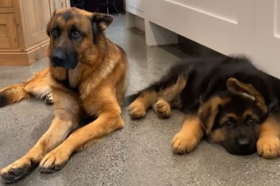 Millions of TikTok users laugh at this dog's reaction to a new arrival
