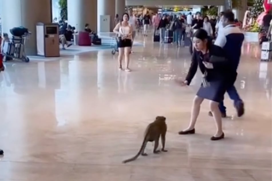 A monkey recently caused quite a stir when it ran around carefree at Singapore Changi Airport.